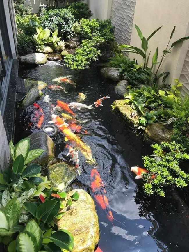 Narrow Garden Koi Pond with a Streamlined Profile