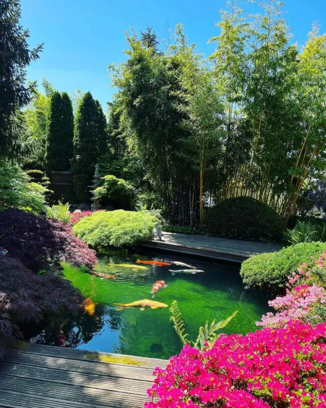 Lush Garden Pond Teeming with Diverse Flora