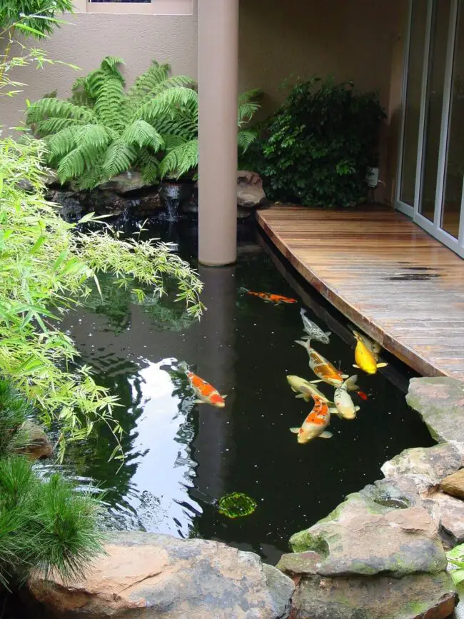 Contemporary Indoor-Outdoor Koi Pond Integration