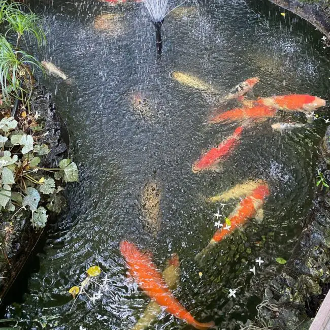 Corner Koi Pond Enhanced by a Water Feature