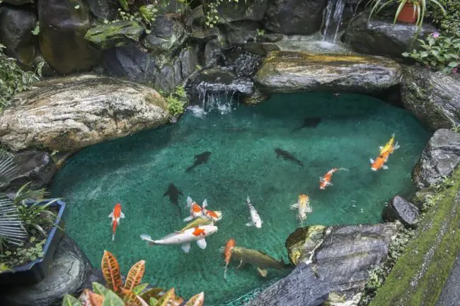 Natural Rock-Edge Koi Pond with Crystal Clear Water