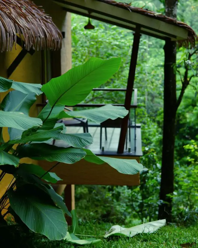 Lush Balcony Oasis