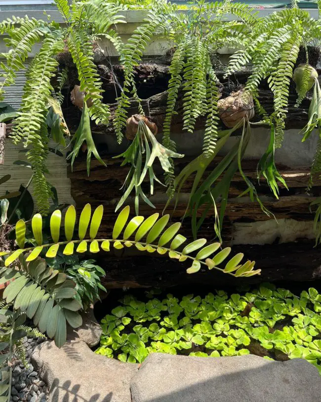 Vertical Living Green Wall