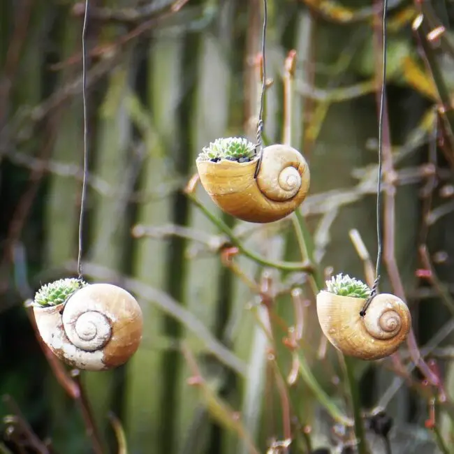 Charming Shell Planters for Succulents