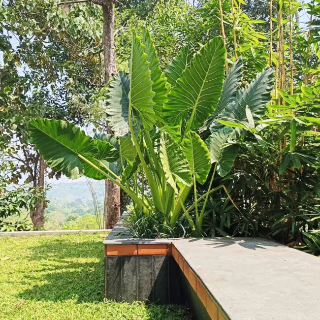 Garden Centerpiece With Tropical Flair