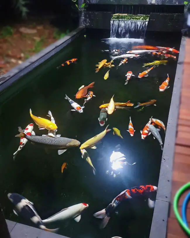 Elevated Koi Pond Featuring a Waterfall