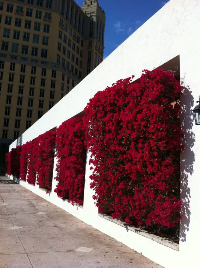 Radiant Cascades of Red Bougainvillea