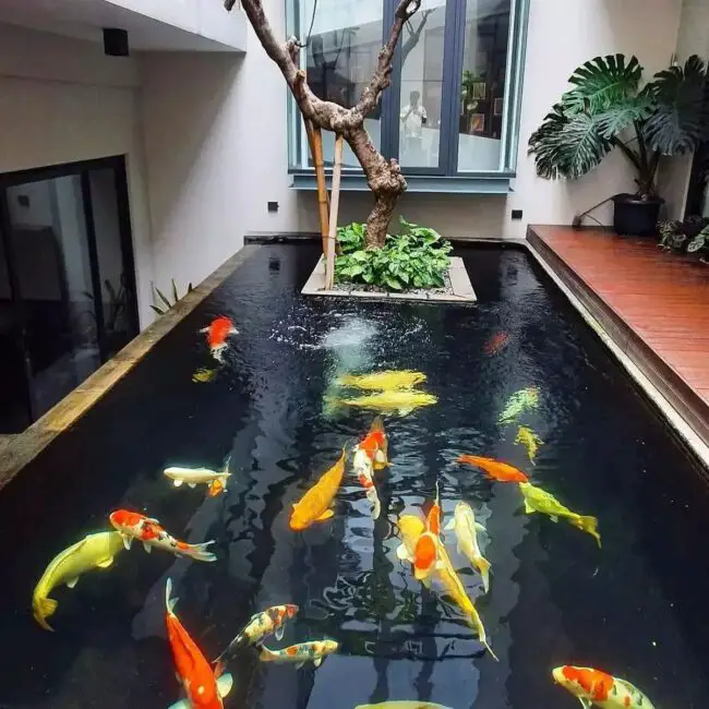 Contemporary Indoor Koi Pond with Modern Design