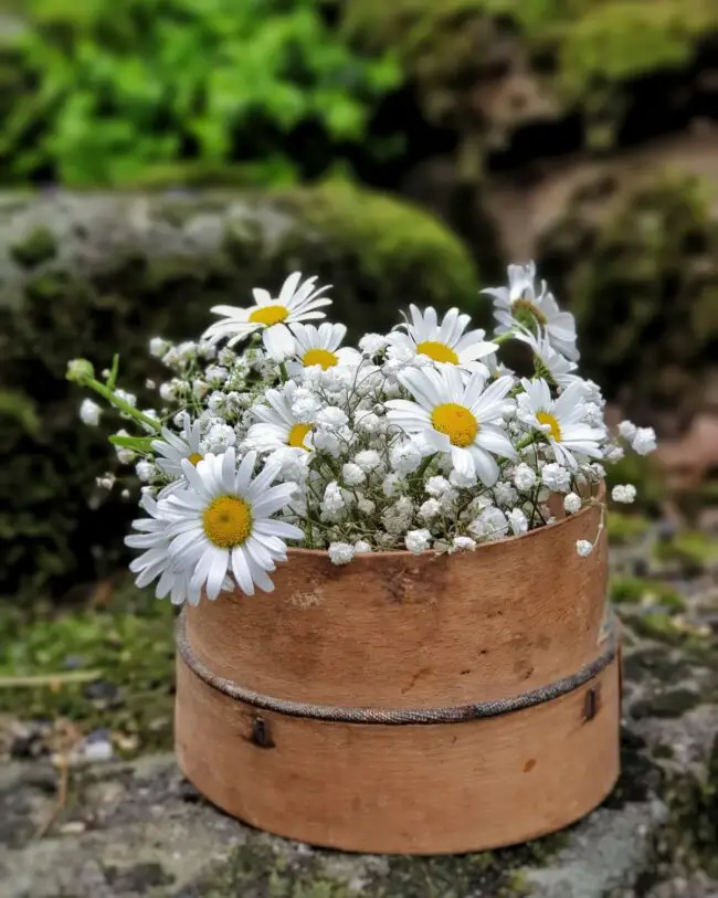 Daisies Nestled in Rustic Wooden Charm