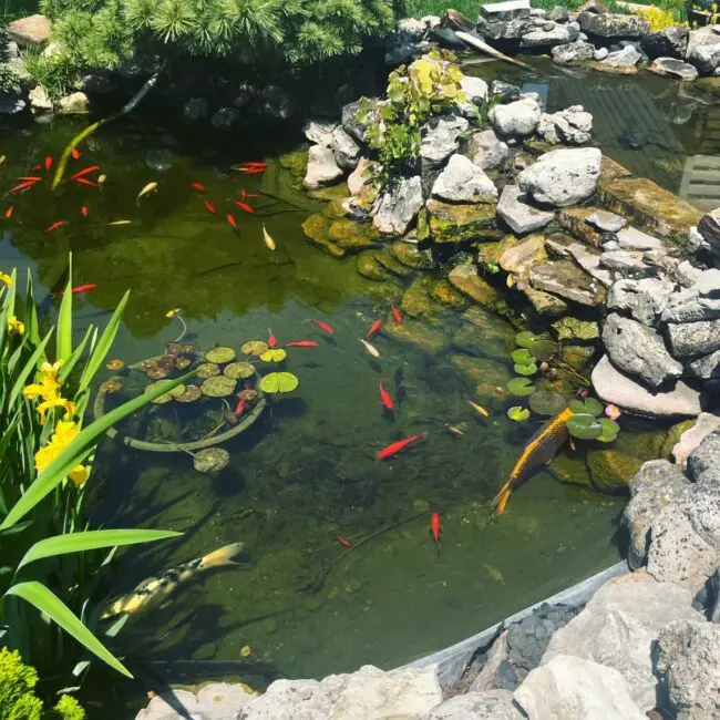 Large Pond Harboring a Diverse Koi Population