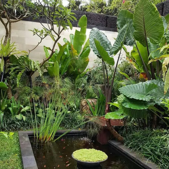 Serene Tropical Pond