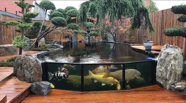 Japanese-Style Koi Pond with Glass Viewing Panels