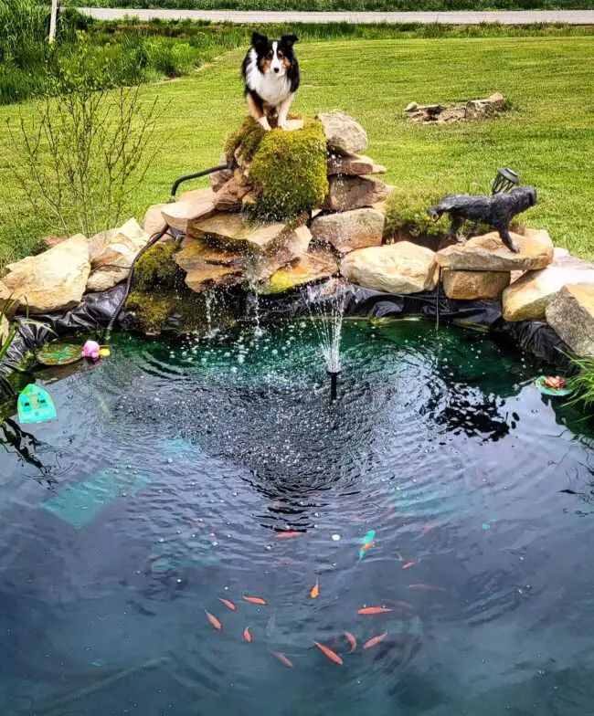 Backyard Koi Pond with Waterfall and Scenic Landscaping