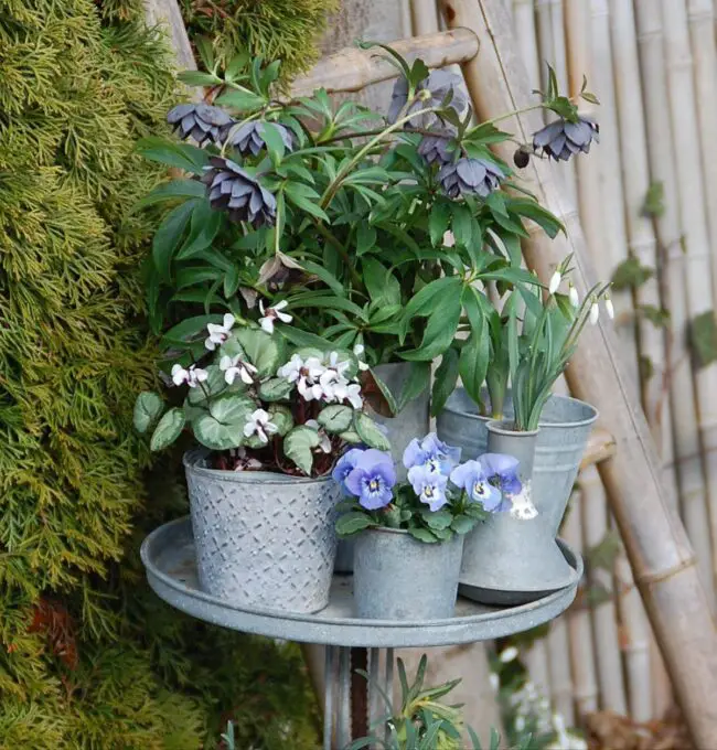 Sturdy Multi-Level Plant Display Rack