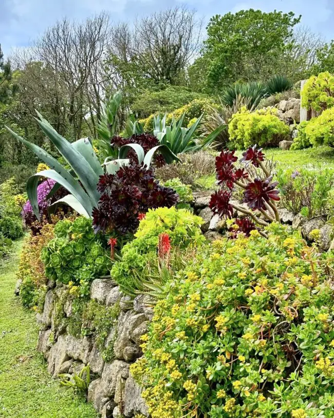 Lush Succulent Wall with Stone Borders