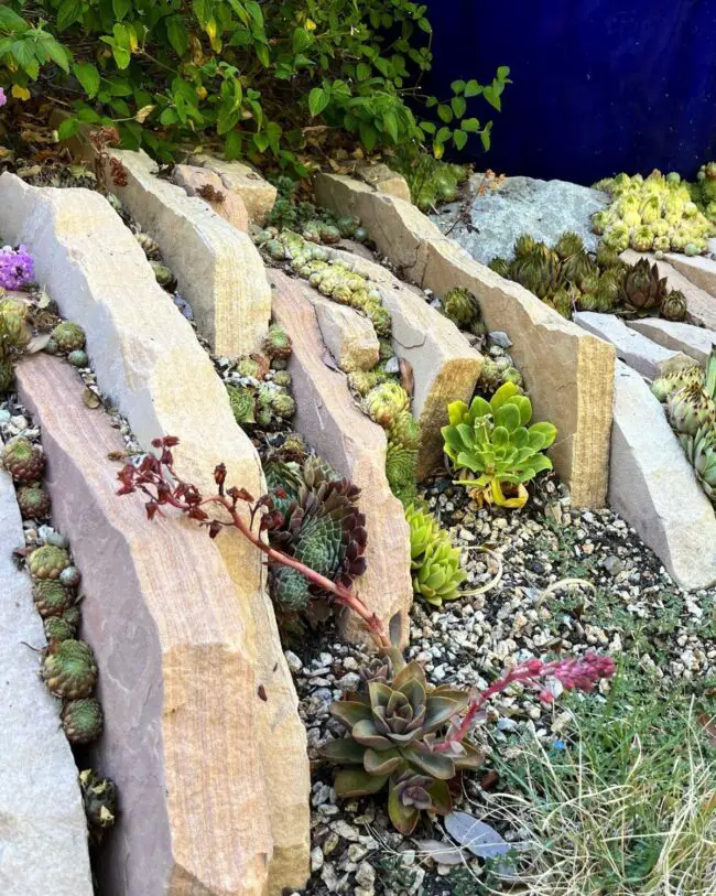 Compact Succulent Oasis for Limited Areas