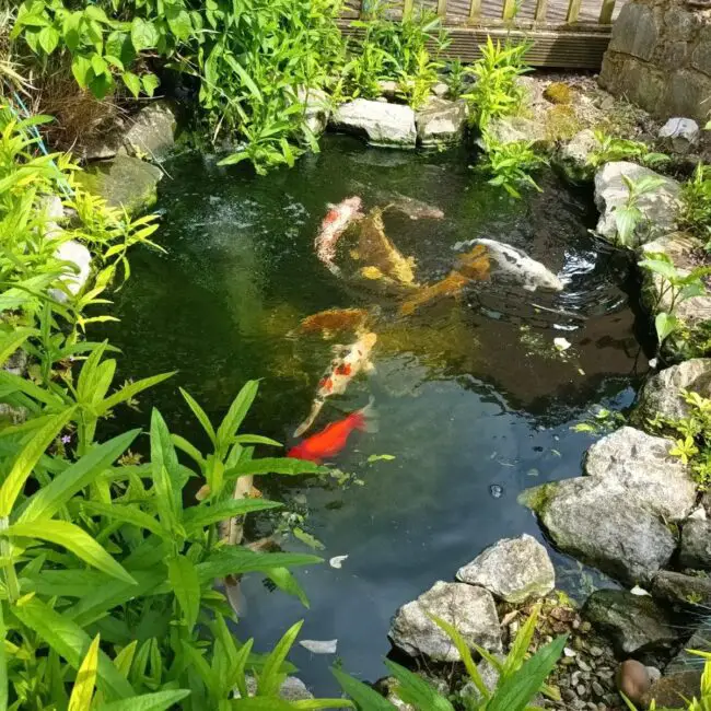 Rustic Koi Pond Surrounded by Native Vegetation