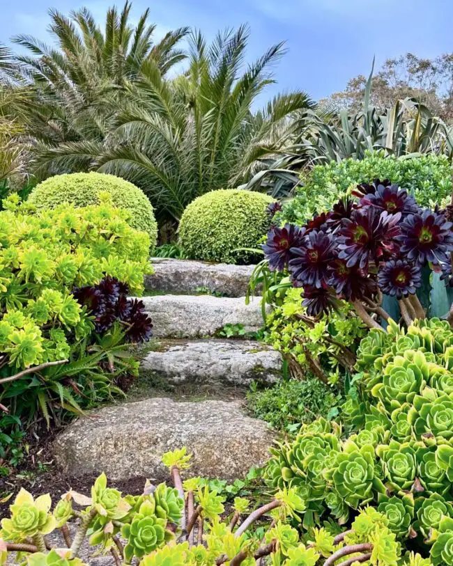 Lush Succulent Paradise on Tropical Trail