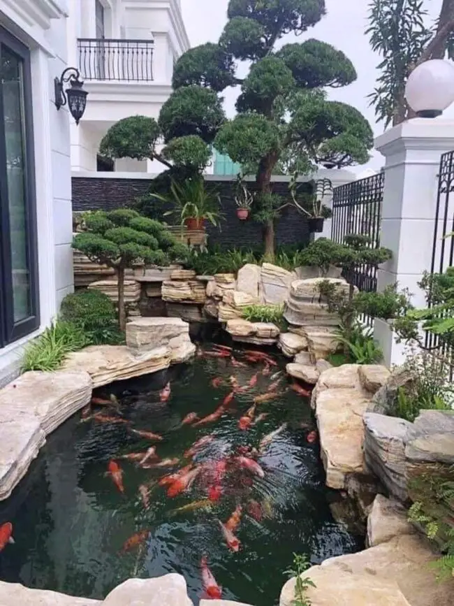 Luxurious Koi Pond Featuring Sculpted Trees