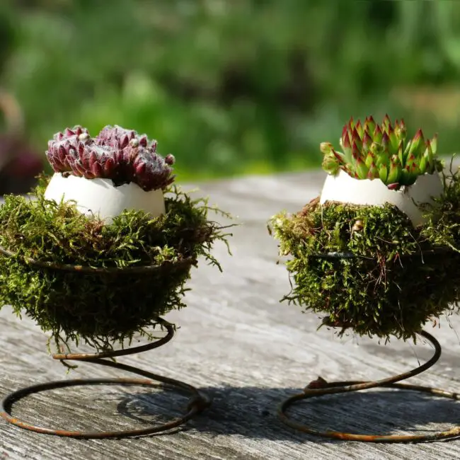 Charming Eggshell Planters for Succulents