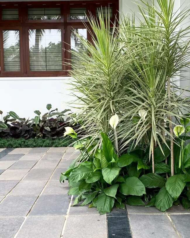 Courtyard Tropical Elegance