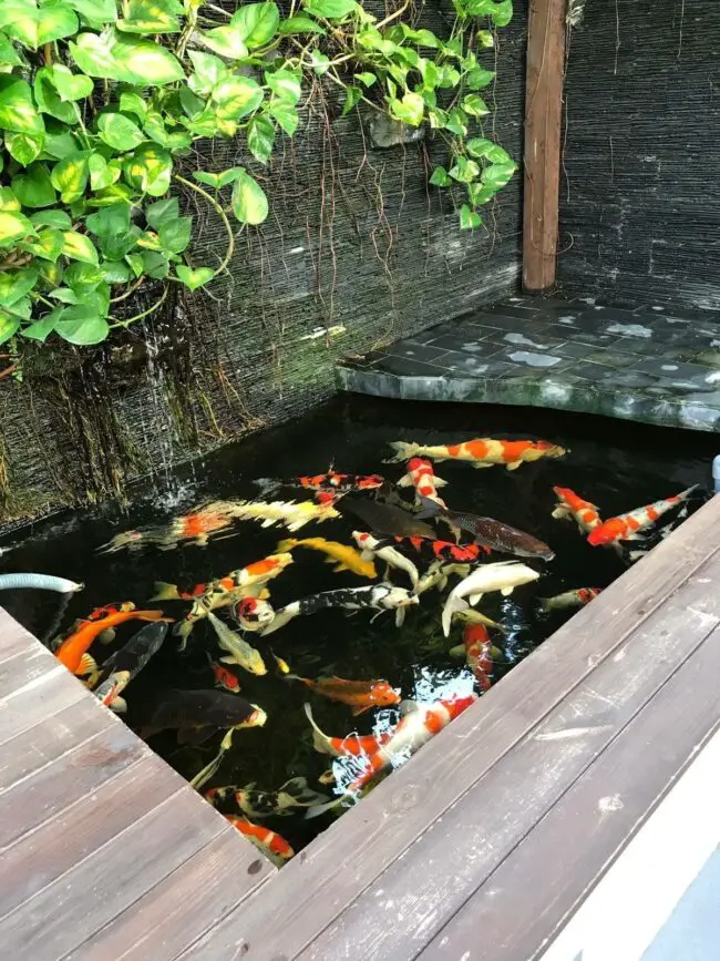 Vertical Garden Koi Pond with Innovative Design