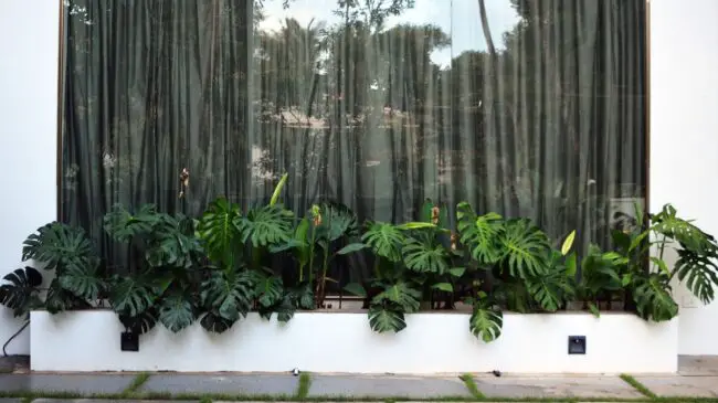 Monstera-Infused Window Garden