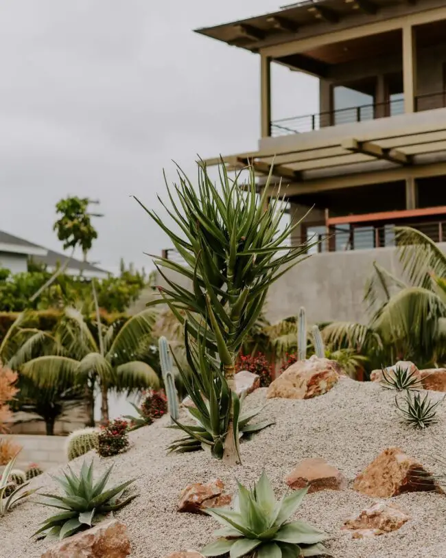 Desert Hillside Oasis with Unique Flora