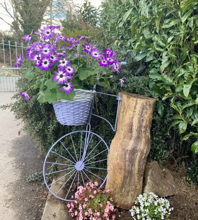 Bicycle Planter Bursting with Colorful Blo