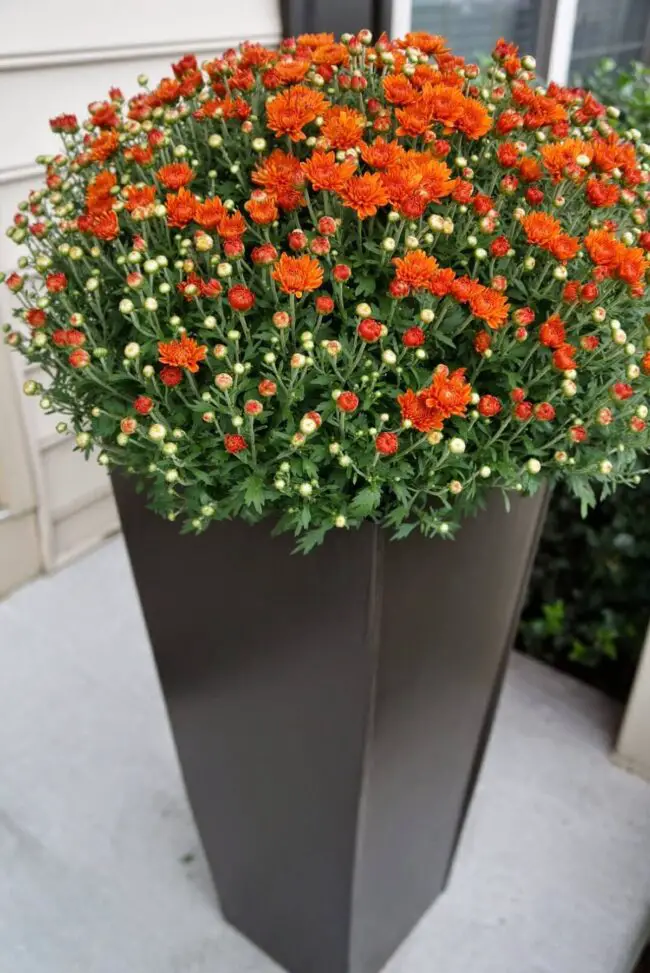 Creative Design Ideas for Tall Planters