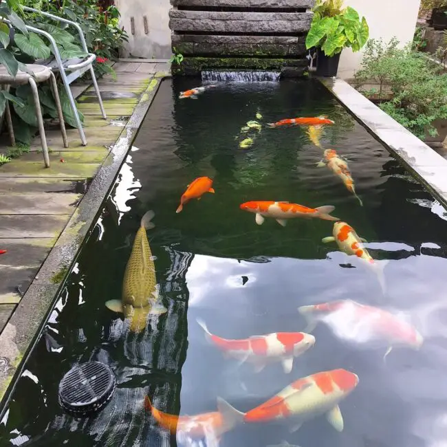 Rectangular Koi Pond with Natural Ambiance